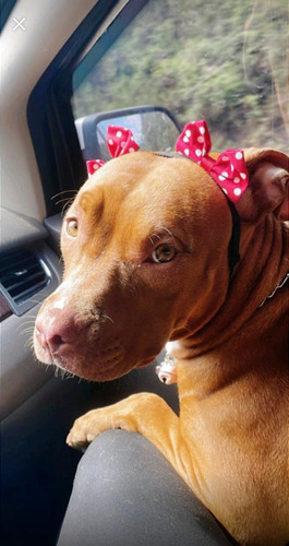 Laços Pet C/ Elástico Regulável Para Cães De Pêlo Curto