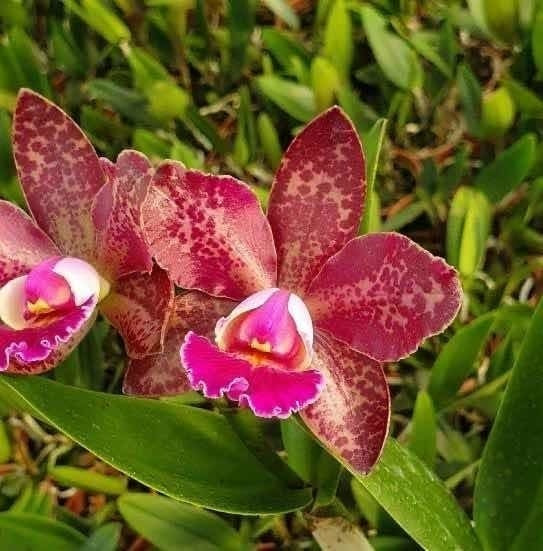 Muda De Orquidea Iris Jardim Jardinagem | MercadoLivre 📦