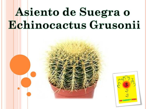 Cactus Asiento De Suegra / Echinocactus Grusonii