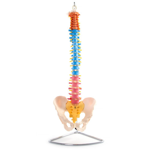 Modelo Didactico Columna Vertebral Coloreada Tamaño Real