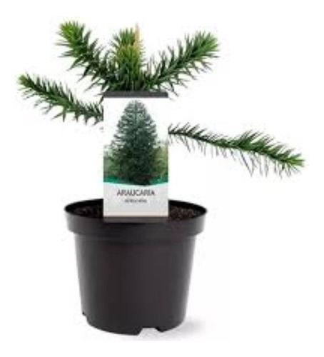 Araucaria Bidwilli Hermosa - E.gratis Caba Y Gba