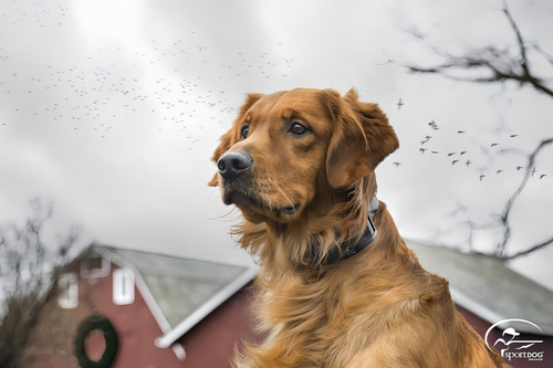 Sportdog Brand Contiene + Collar De Perro Add-a-train