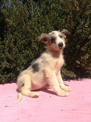 Hembras Azul Mirlo  Border Collie  Padre Y Abuelo Inscritos 