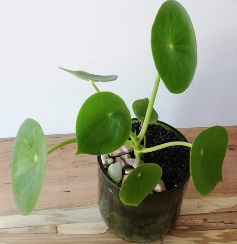 Cuchara Little Terrario 10, Maceta De Vidrio