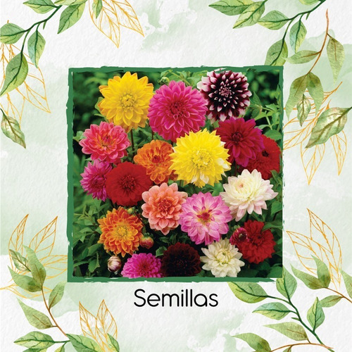 30 Semillas Flor Dalia Decorativa + Mini Kit De Germinación | MercadoLibre