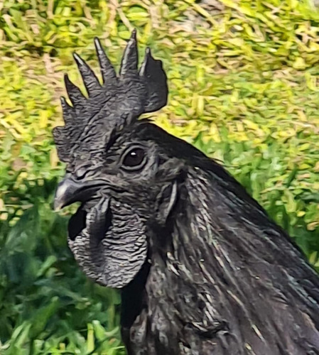 Ayam Cemani Com 60 Dias. Enviamos Para Todo Brasil Via Aereo