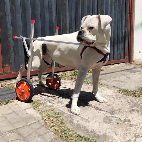 Carrito Para Perros Discapacitados Grandes +25kg