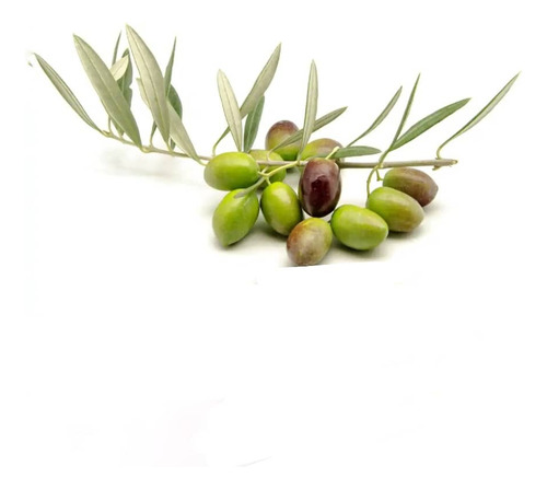 Olivo Sevillano Árbol Frutal