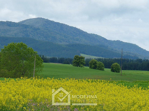 Campo 964 Ha. Con Uva, Forestal Y Forraje