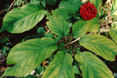 Semilla De Ginseng Americano Estratificada, Lista Para Plant