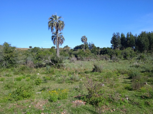 Campo De 43 Hectáreas En Las Cañas