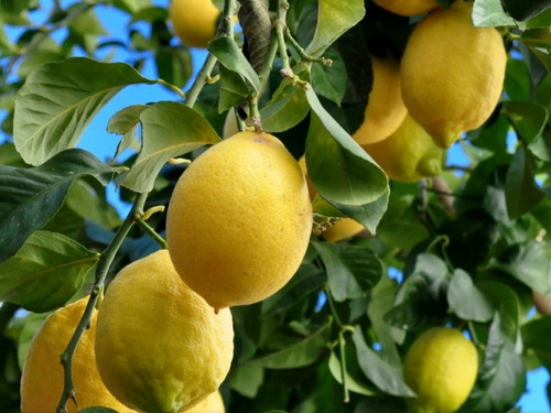 Frutales Limonero De Todo El Año 1.70 M Altura