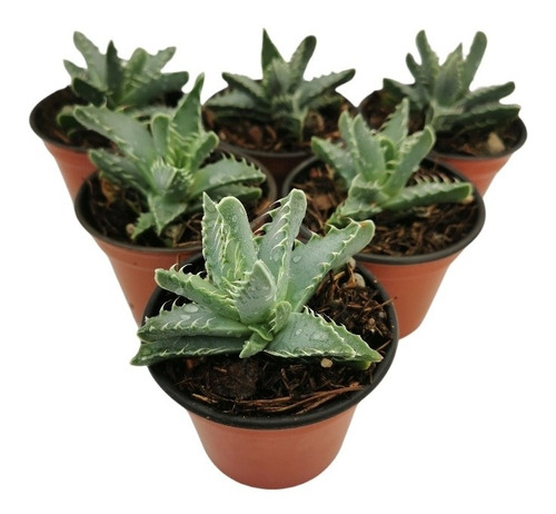 Faucaria Tigrina Set 6 Pzas