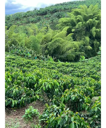 Se Vende Finca Cafetera Tecnificada En Armenia - Quindío