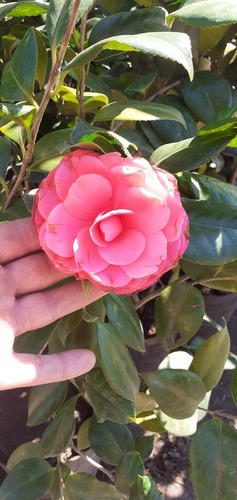 Camellia Japonica (camelia, Camelio Común) 7lts