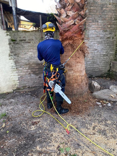 Imagen 4 de 10 de Poda Y Tala Profesional En Altura