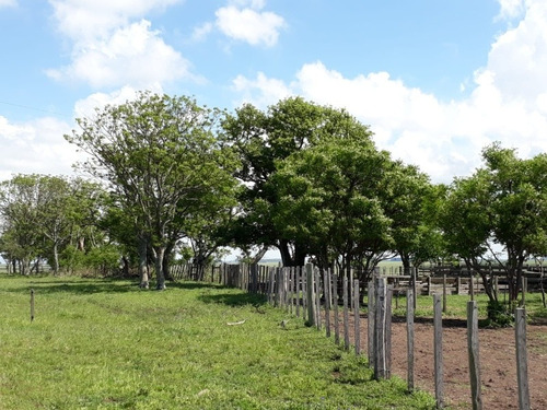 Exelente Campo Agrícola 390 Hectáreas
