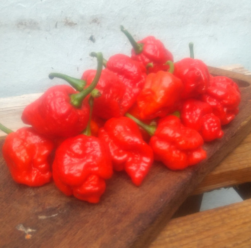 Semillas De Ají Súper Picante Trinidad Moruga Scorpions!!!!