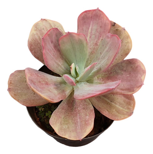 Muda Suculenta Echeveria Dream And Phantasm Variegata Rara