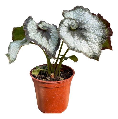 Begonia Caracol, 25 Cm. Con Macetero De Transplante.