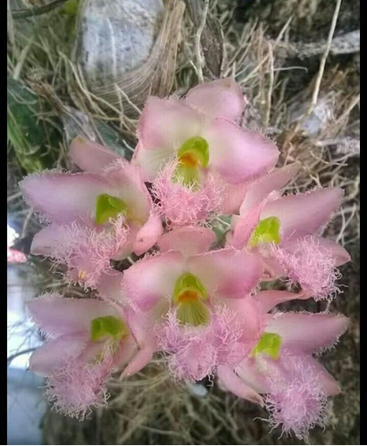 Orquidea Clowessia Rosea.