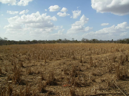Imagen 8 de 12 de 350 Hectareas De Tierra Parmana Espino Morichales Y Pozos