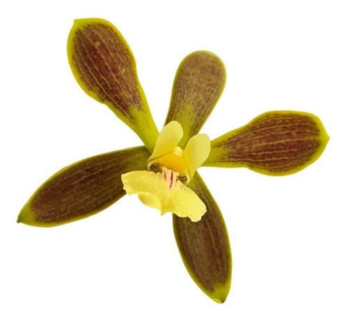 Orquídea Encyclia Patens ! Planta Adulta !