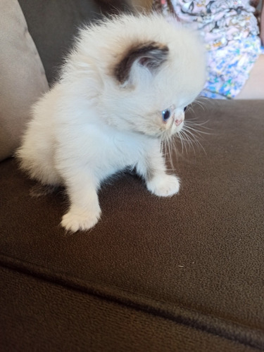 Gato Persa Himalaya Blue Point, Hembra Nacido 29/11