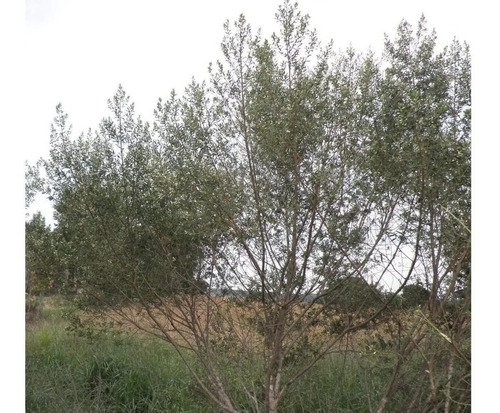 200 Sementes De Alecrim Do Campo Própolis Verde Para Mudas |