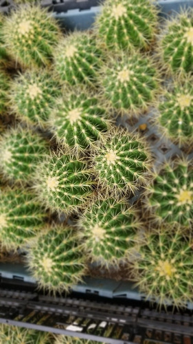 Imagen 2 de 2 de Echinocactus Grusonii Cactus Bol 16 Grande Foto Real
