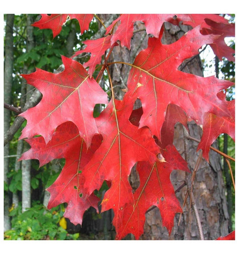 Quercus Rubra - Roble Rojo O Encino Americano 15 Semillas 