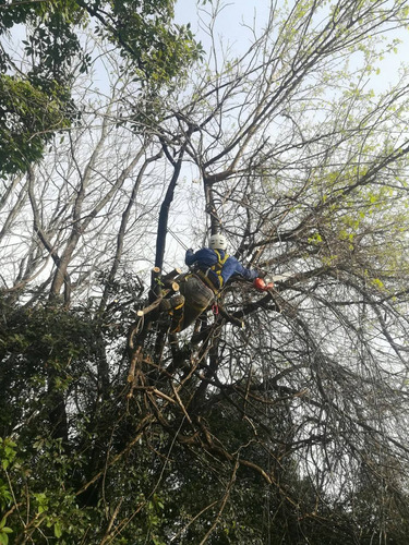 Imagen 2 de 7 de Servicio Poda Arboles En Altura Palmeras Rescate Drones