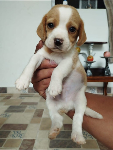 Cachorro Beagle 