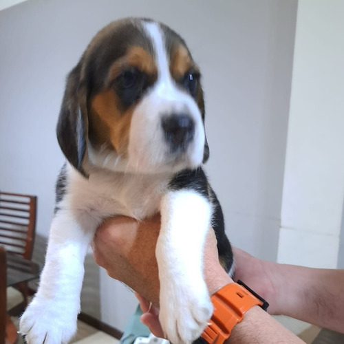 Tenemos Lindos Cachorros Beagle, Ya Vacunados Y Listos