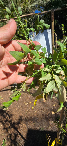 Jazmín Español (jasminum Grandiflorum) 1.3 M Gratis A Rm