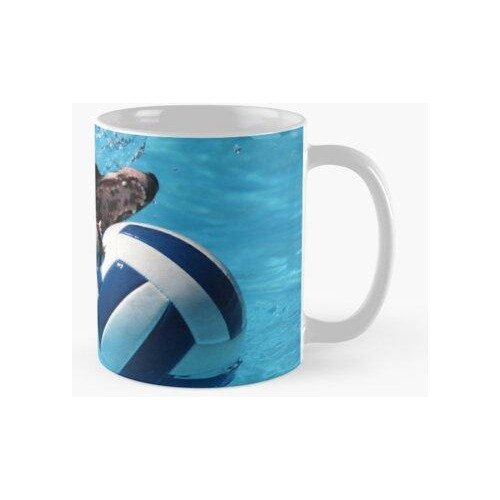 Taza Border Collie  Water Fun Calidad Premium