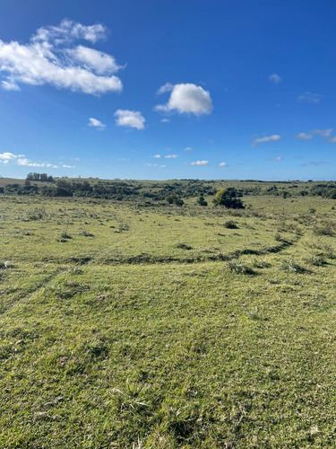 Campo De 11 Hectáreas Dividido En 5 Potreros Excelente Para Ganaderia En Rocha