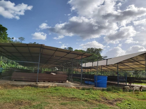 Imagen 1 de 11 de Precio Oportunidad Granja Aves Carlos Arvelo - Anggi Zerpa
