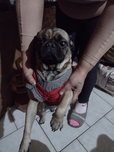 Imagem 3 de 3 de Vendo Pug Macho