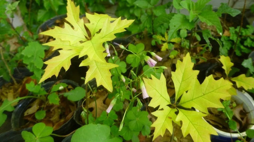 Quercus Palustris Roble, Roble Rojo E20