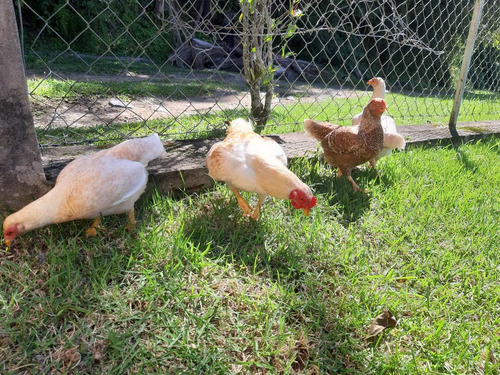 Ovos Galinha Mini Cornish Puro 7un Cor Jubileu E Laceado