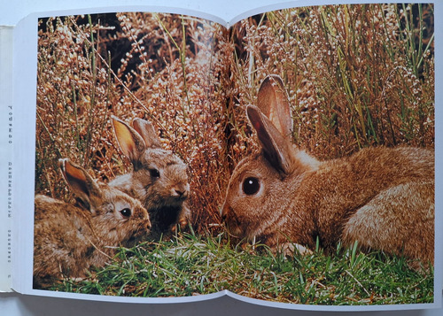 Grimek's Enciclopedia Mammals Volumen 4 Libro En Ingles (Reacondicionado)