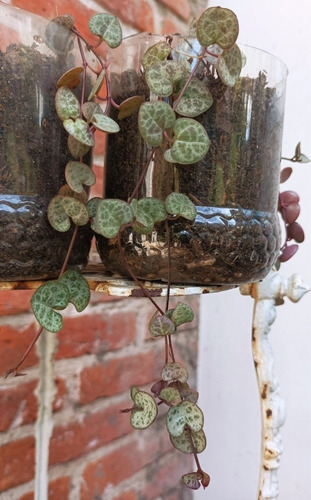 Imagen 5 de 6 de Planta Ceropegia, Corazón De Maria De Jesus, Organica Grande