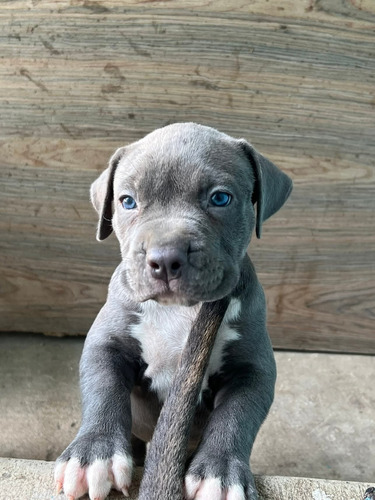 Pitbull Blue Cachorros Calidad Pura Gris