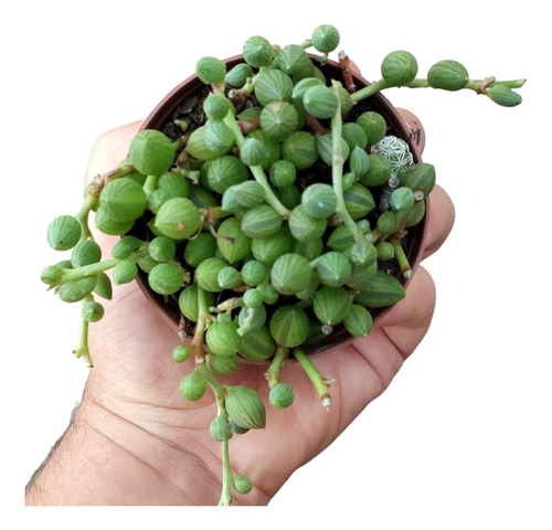 Suculenta Colar De Azeitonas