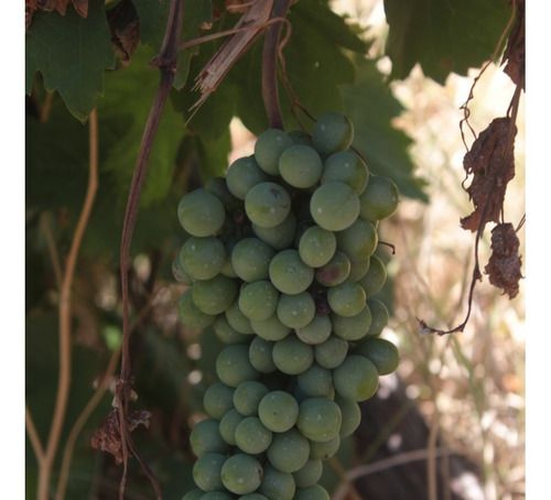 Imagen 1 de 30 de Vendo Finca 57 Hectareas Con Dos Perforaciones En Goudge- San Rafael