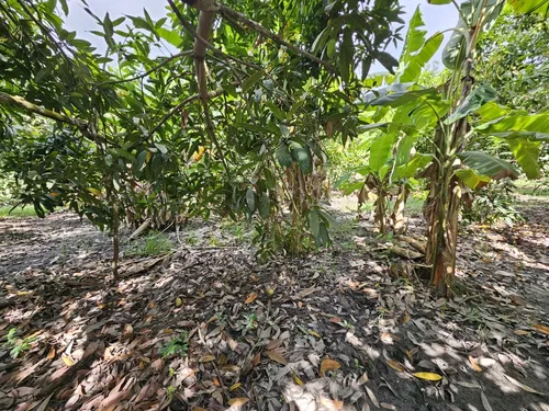 Oportunidad De Inversión Se Vende Finca En El Espinal,tolima