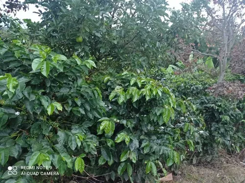 Vendo Hermosa Finca En Ibague