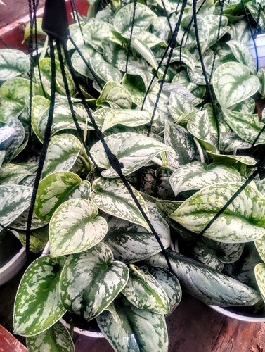 Pothus Silver - Pictus Plateado - Planta De Interior