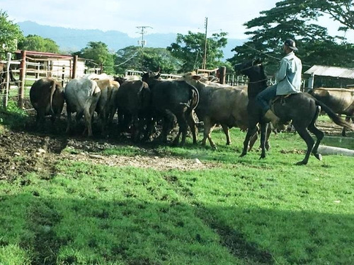 Imagen 2 de 13 de Venta Para Inversion Finca Hacienda En Produccion